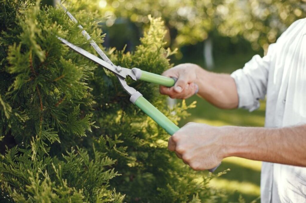 hedge trimming safety tips